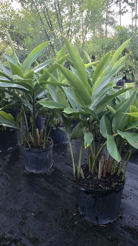 alpinia-zerumbet-shell-ginger-green