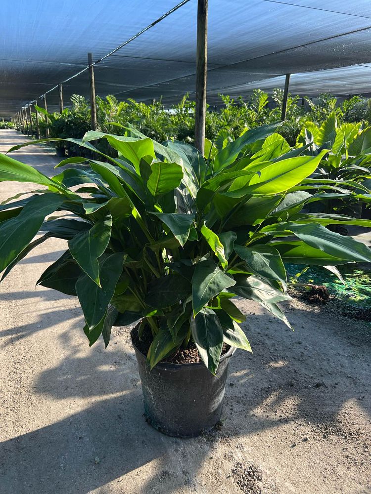 alpinia-zerumbet-shell-ginger-green