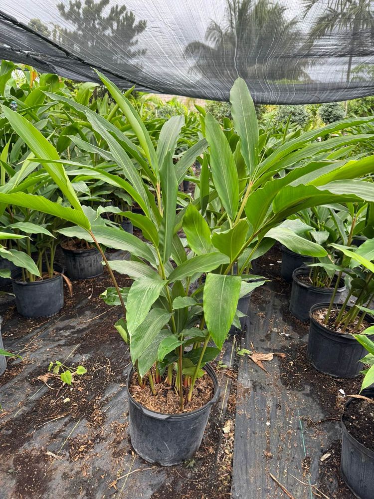 alpinia-zerumbet-shell-ginger-green