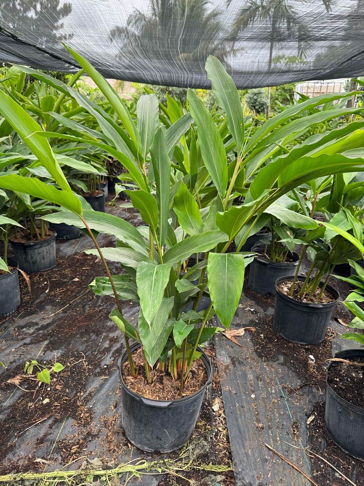 alpinia-zerumbet-shell-ginger-green