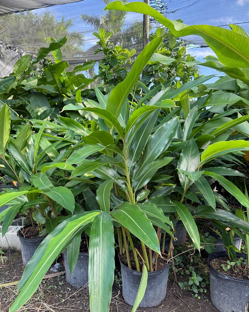 alpinia-zerumbet-shell-ginger-green