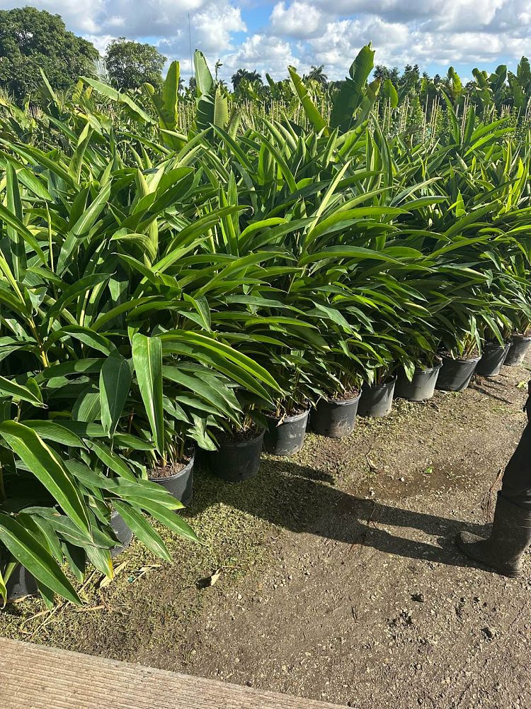 alpinia-zerumbet-shell-ginger-green