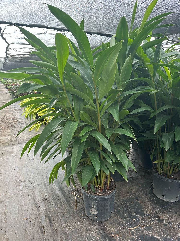 alpinia-zerumbet-shell-ginger-green