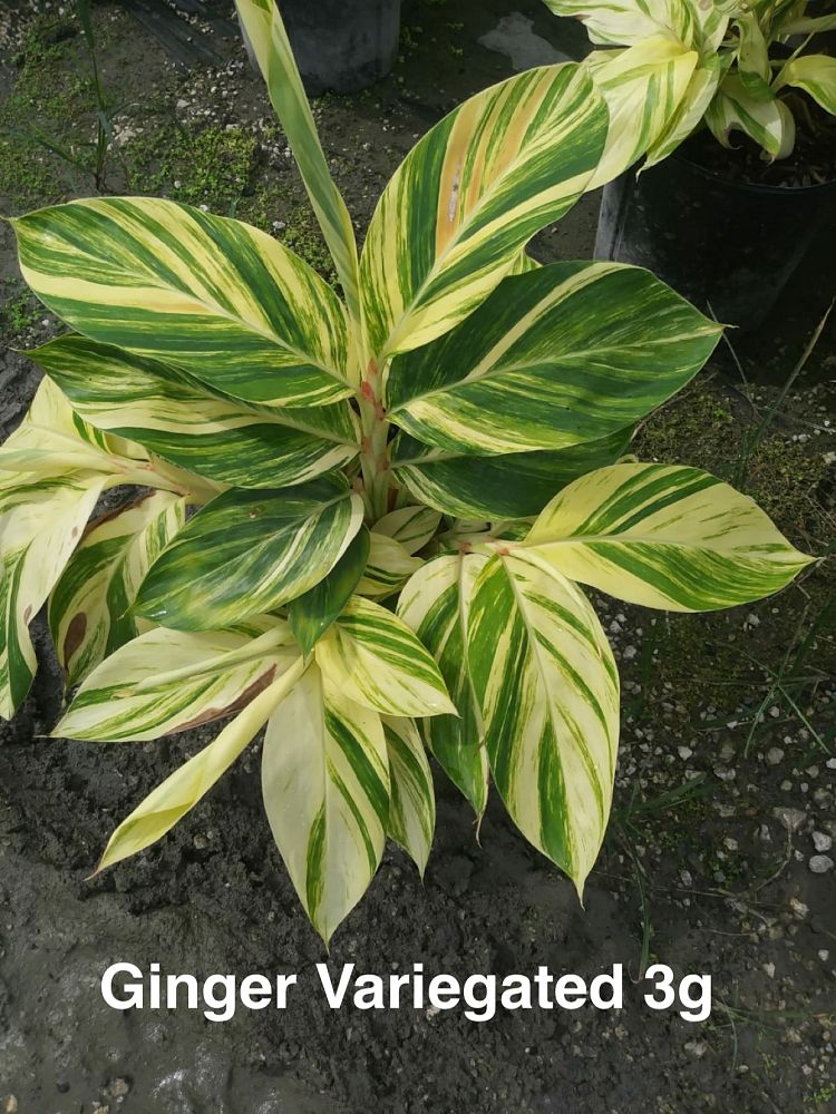 alpinia-zerumbet-variegata-dwarf-shell-ginger-dwarf-variegated