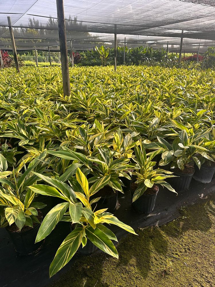 alpinia-zerumbet-variegata-dwarf-shell-ginger-dwarf-variegated