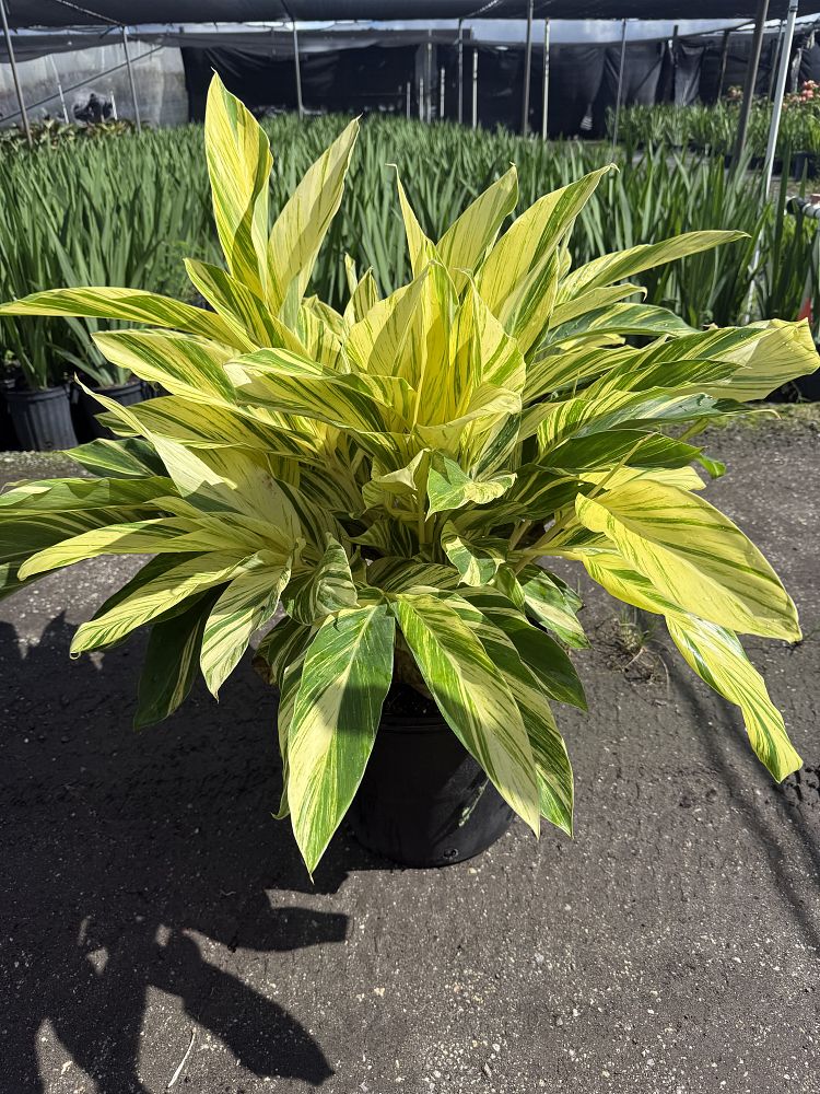 alpinia-zerumbet-variegata-dwarf-shell-ginger-dwarf-variegated