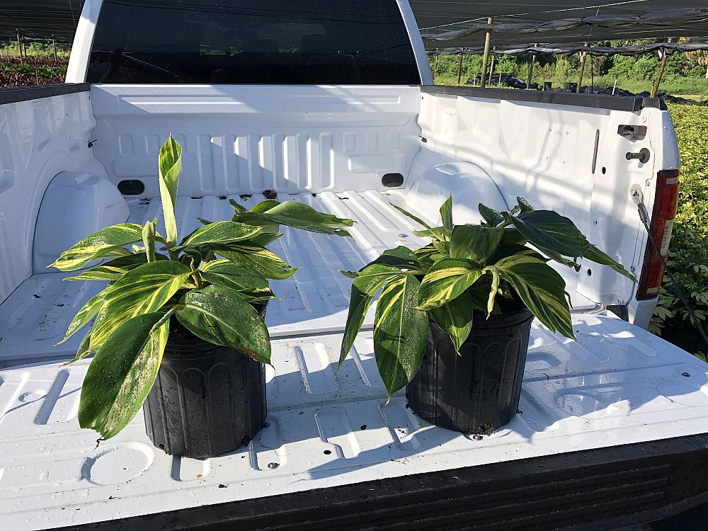 Mid Florida Nurseries