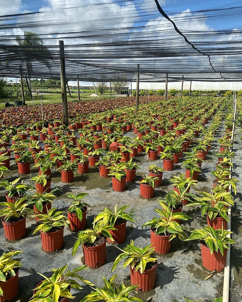 alpinia-zerumbet-variegata-shell-ginger-variegated