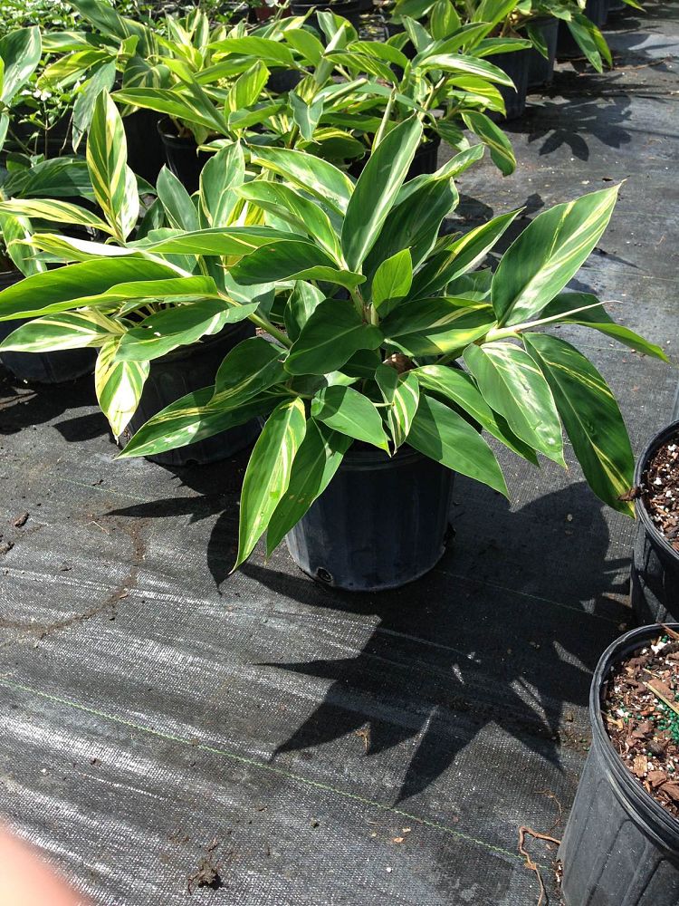 alpinia-zerumbet-variegata-shell-ginger-variegated