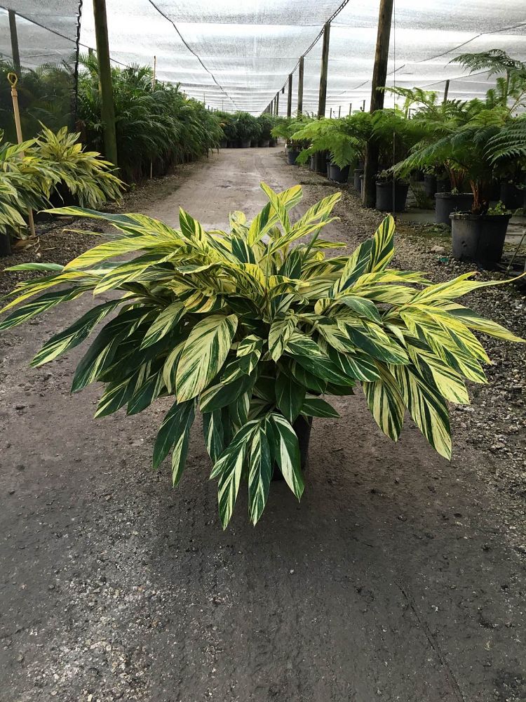 alpinia-zerumbet-variegata-shell-ginger-variegated