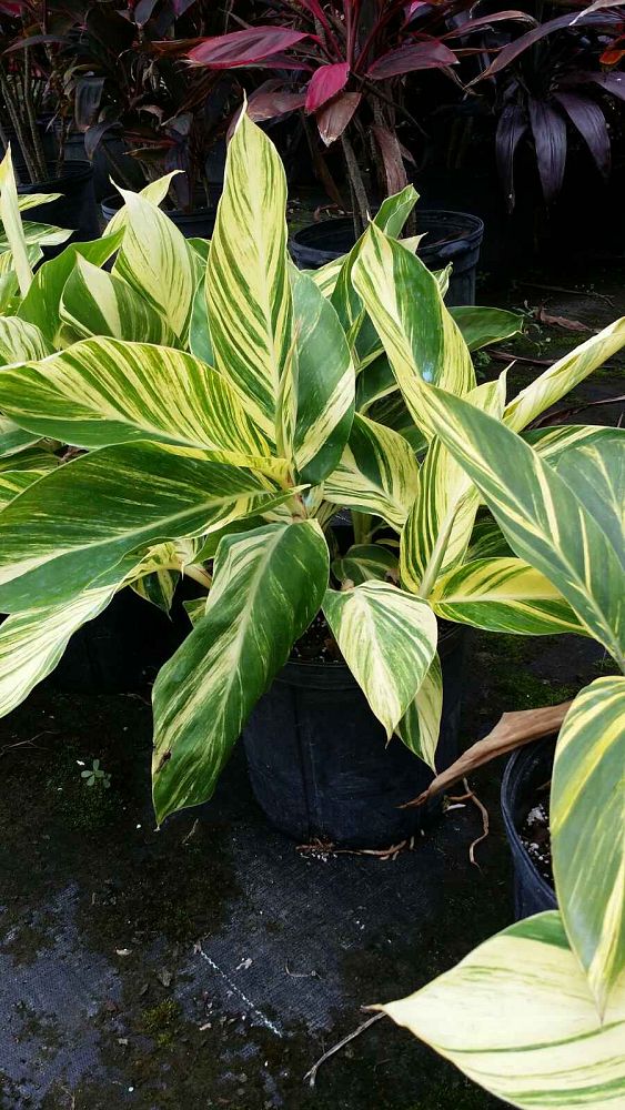 alpinia-zerumbet-variegata-shell-ginger-variegated