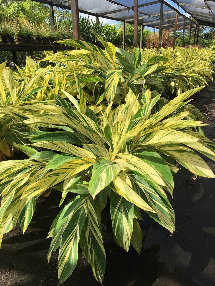 alpinia-zerumbet-variegata-shell-ginger-variegated