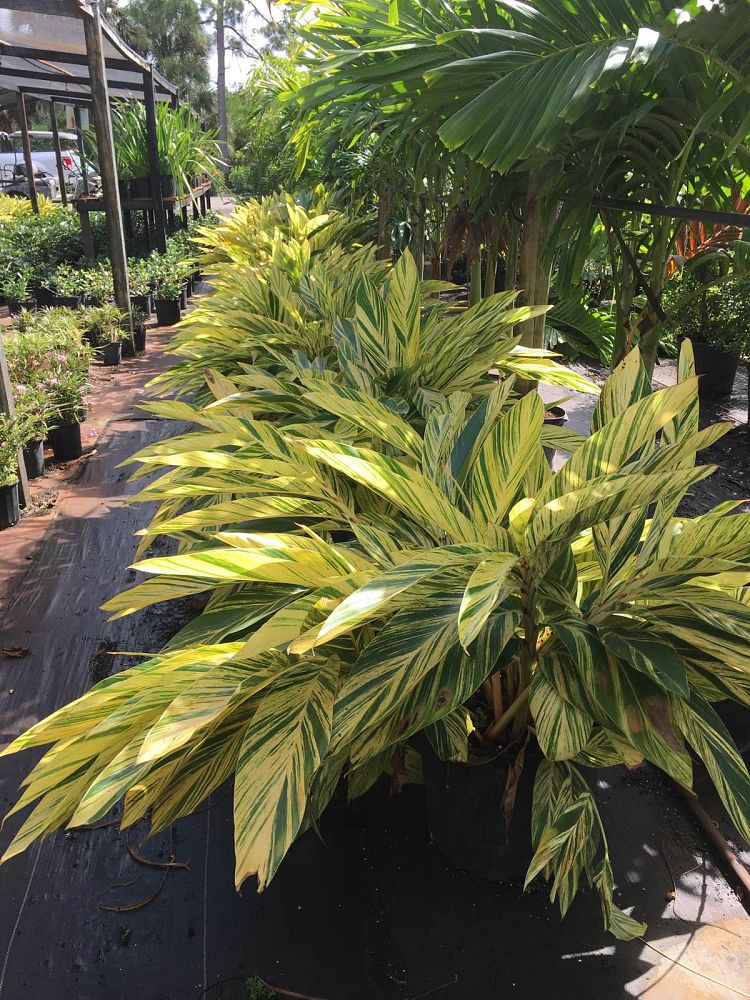 alpinia-zerumbet-variegata-shell-ginger-variegated