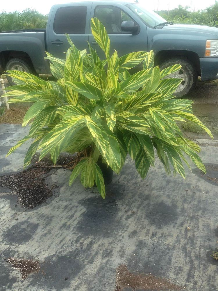 alpinia-zerumbet-variegata-shell-ginger-variegated