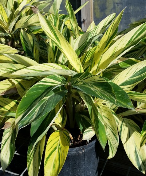 alpinia-zerumbet-variegata-shell-ginger-variegated
