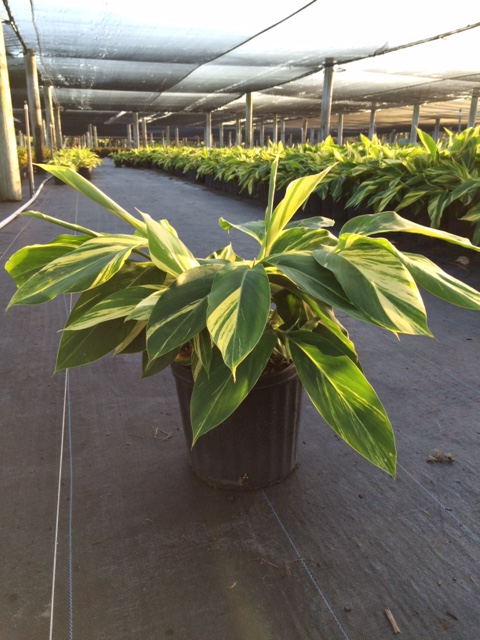 alpinia-zerumbet-variegata-shell-ginger-variegated