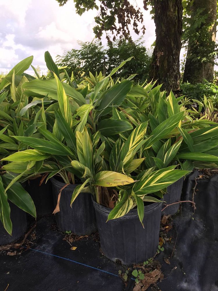 alpinia-zerumbet-variegata-shell-ginger-variegated