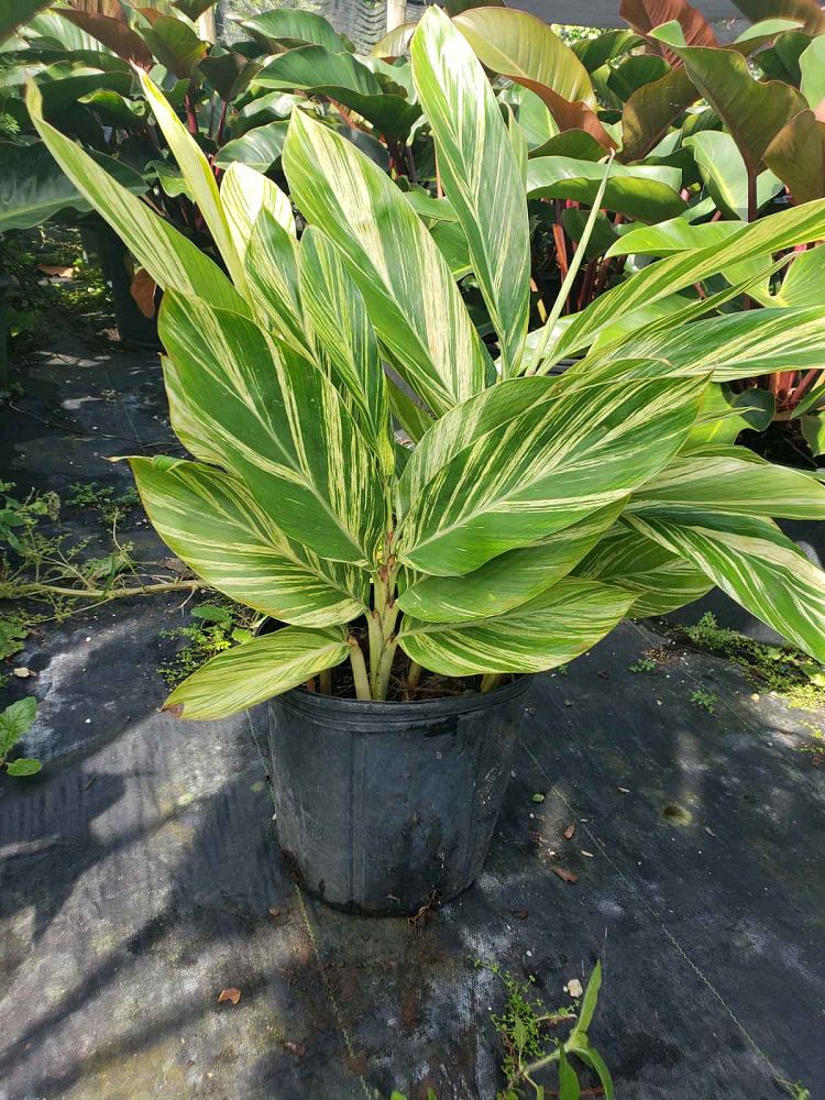 alpinia-zerumbet-variegata-shell-ginger-variegated