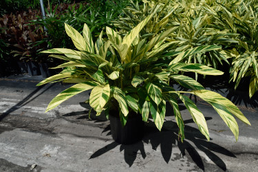 alpinia-zerumbet-variegata-shell-ginger-variegated