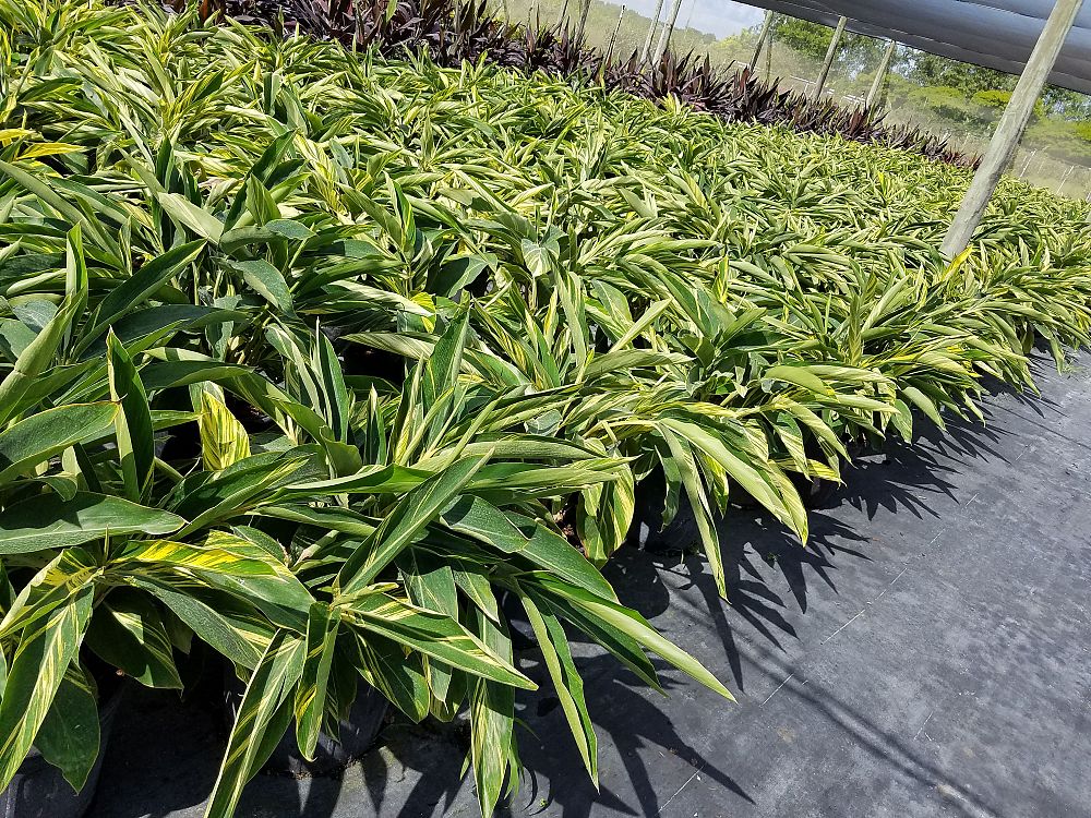 alpinia-zerumbet-variegata-shell-ginger-variegated