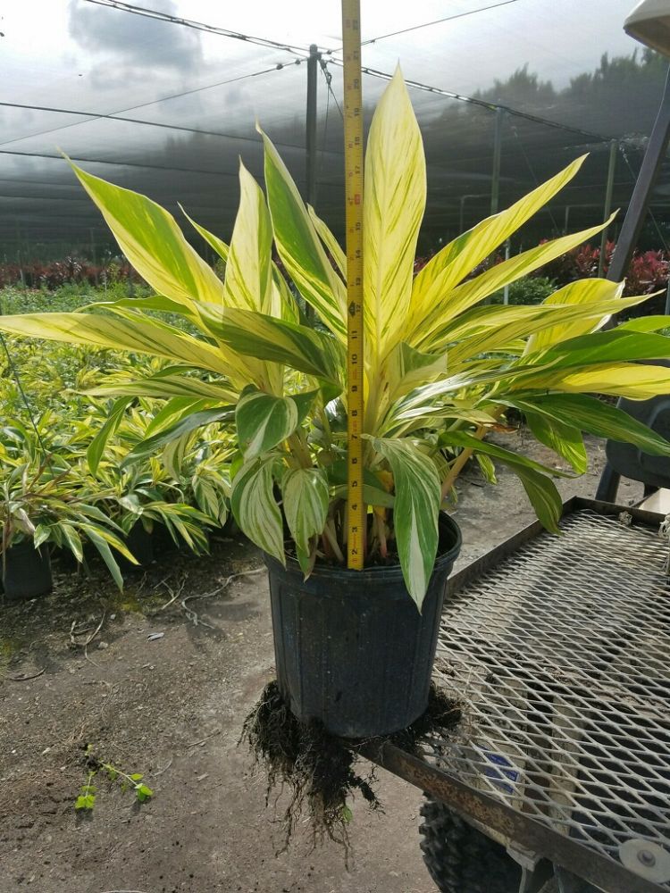 alpinia-zerumbet-variegata-shell-ginger-variegated