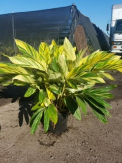 alpinia-zerumbet-variegata-shell-ginger-variegated