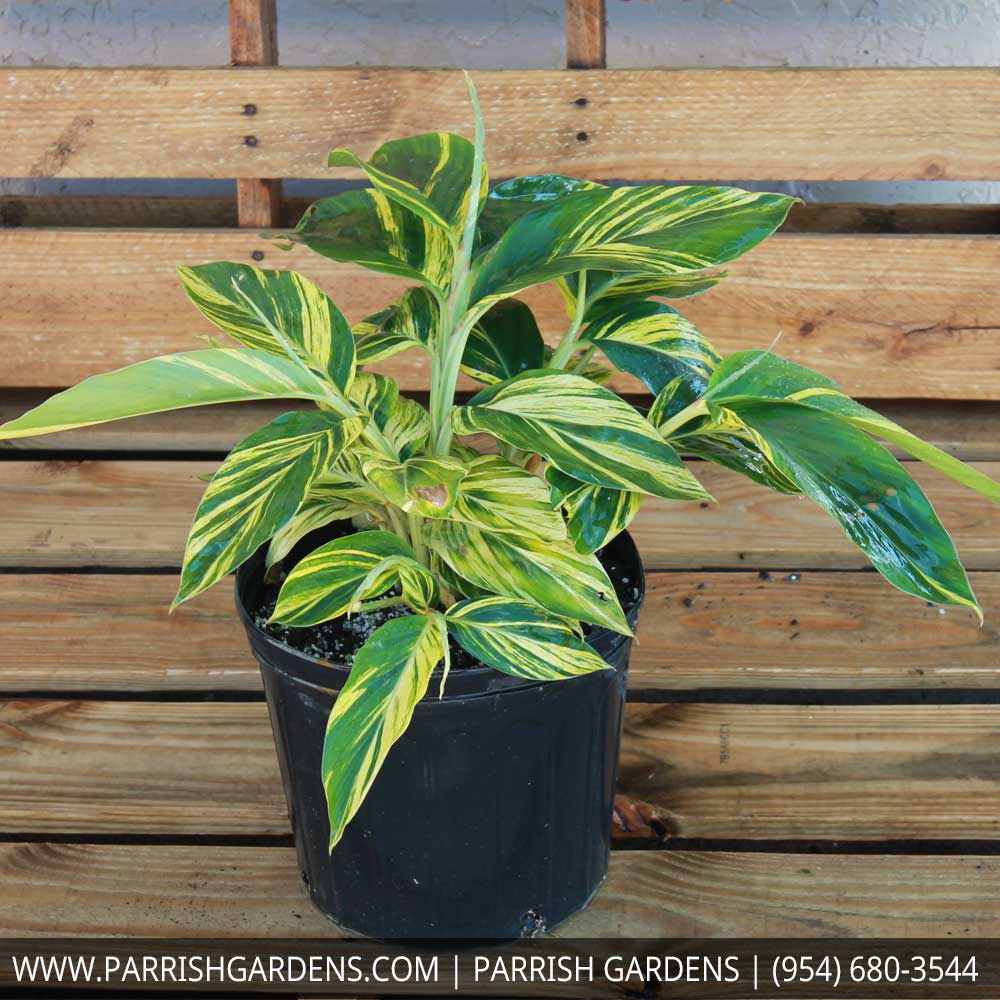alpinia-zerumbet-variegata-shell-ginger-variegated