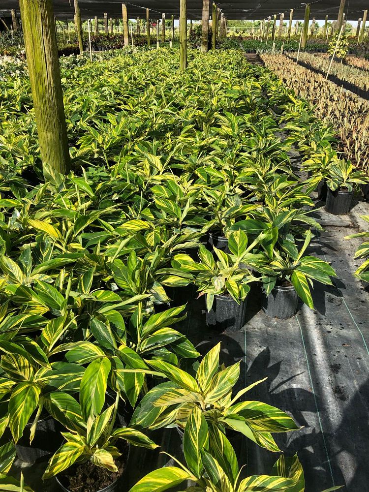 alpinia-zerumbet-variegata-shell-ginger-variegated