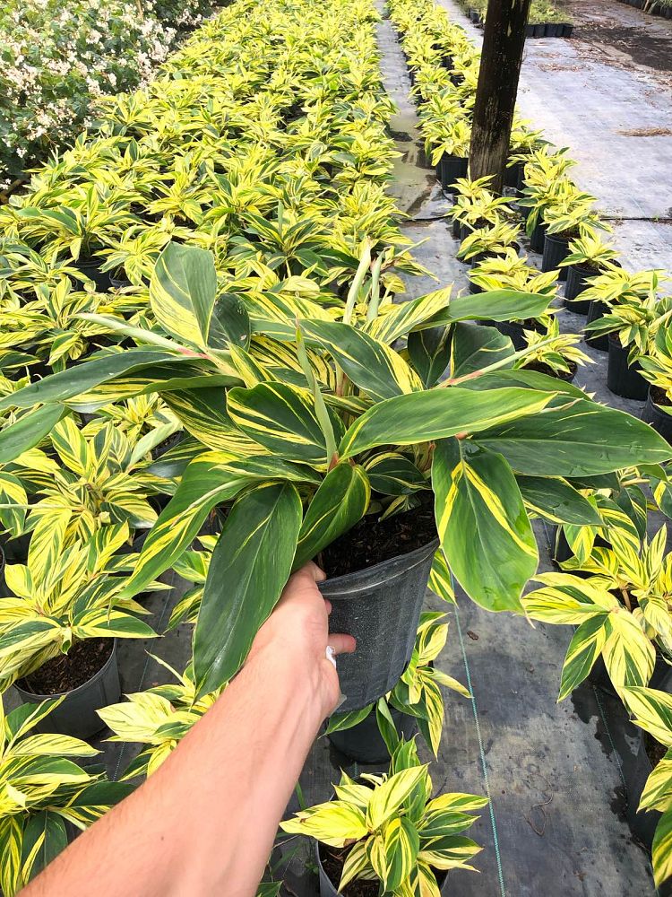 alpinia-zerumbet-variegata-shell-ginger-variegated