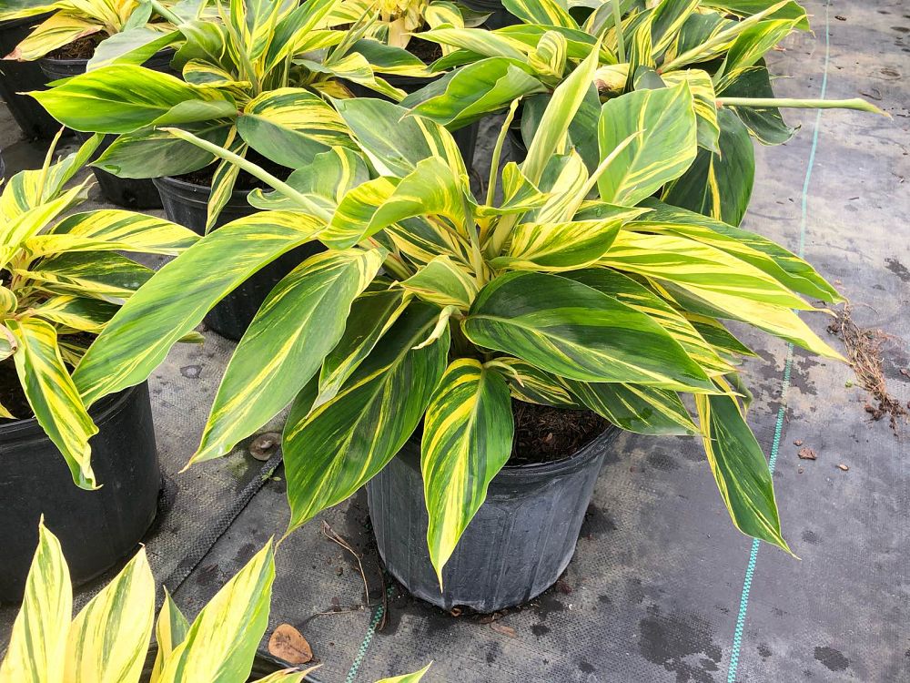 alpinia-zerumbet-variegata-shell-ginger-variegated