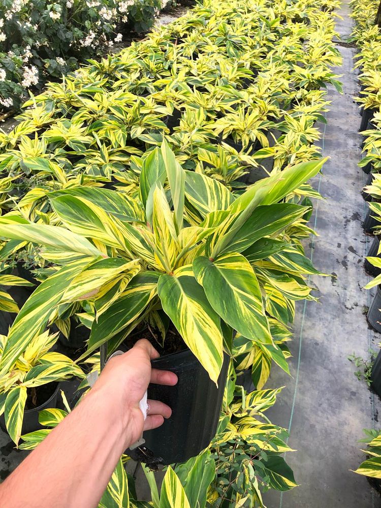 alpinia-zerumbet-variegata-shell-ginger-variegated