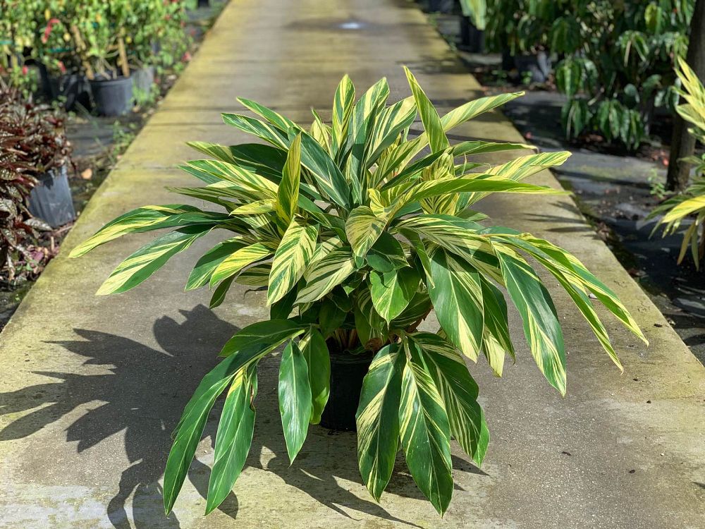 alpinia-zerumbet-variegata-shell-ginger-variegated