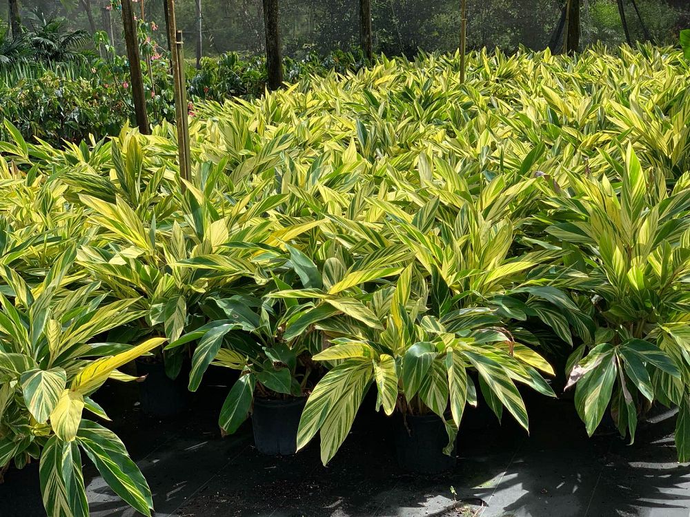 alpinia-zerumbet-variegata-shell-ginger-variegated