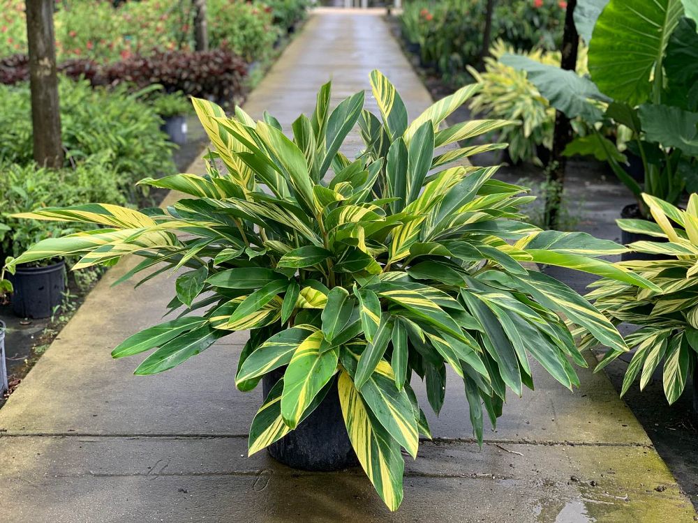 alpinia-zerumbet-variegata-shell-ginger-variegated