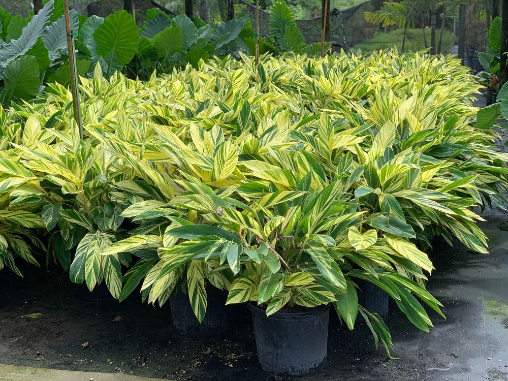 alpinia-zerumbet-variegata-shell-ginger-variegated