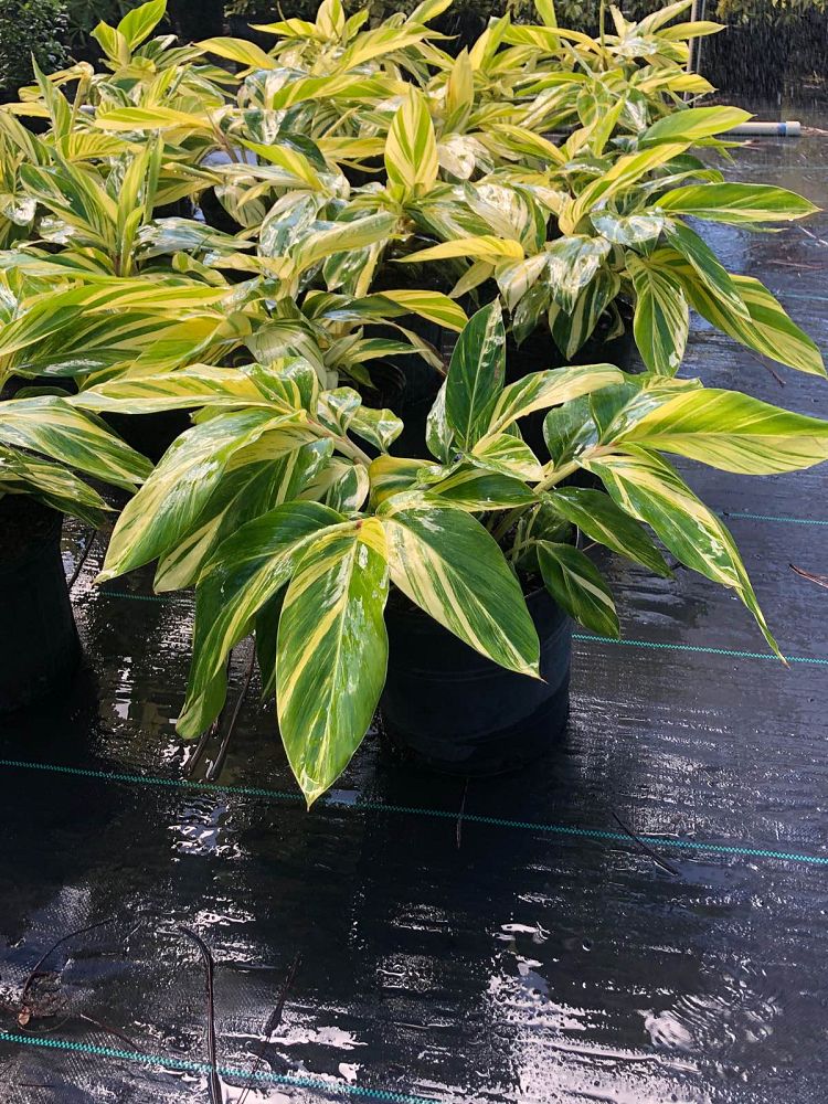 alpinia-zerumbet-variegata-shell-ginger-variegated