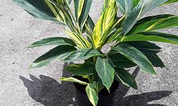 alpinia-zerumbet-variegata-shell-ginger-variegated