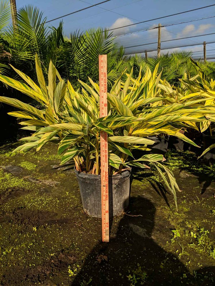 alpinia-zerumbet-variegata-shell-ginger-variegated
