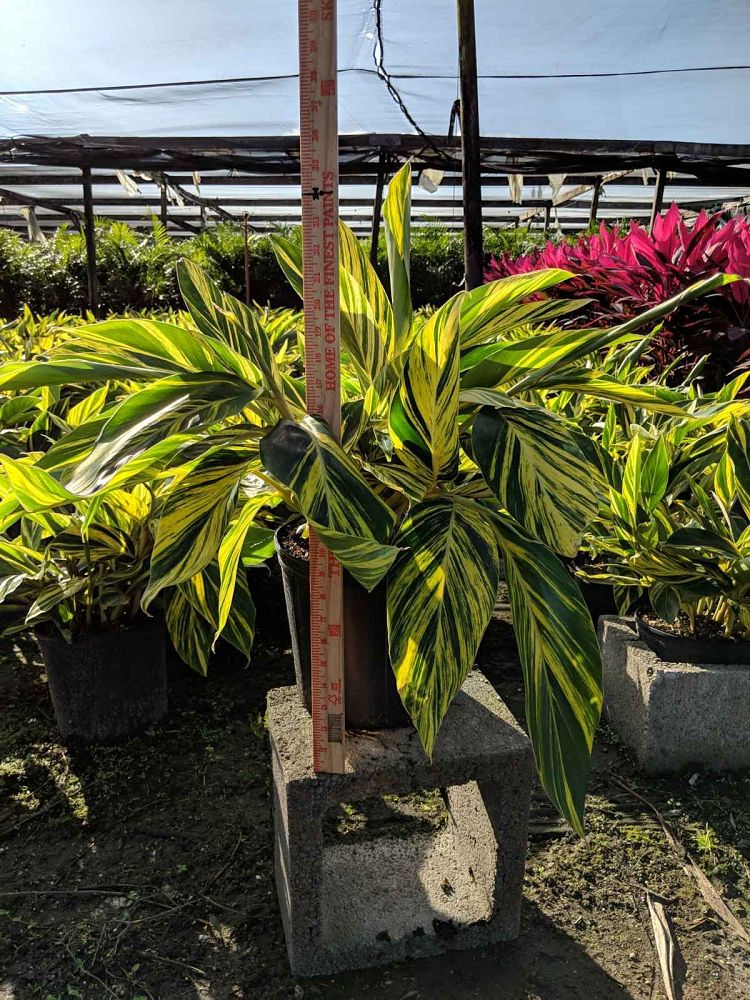 alpinia-zerumbet-variegata-shell-ginger-variegated