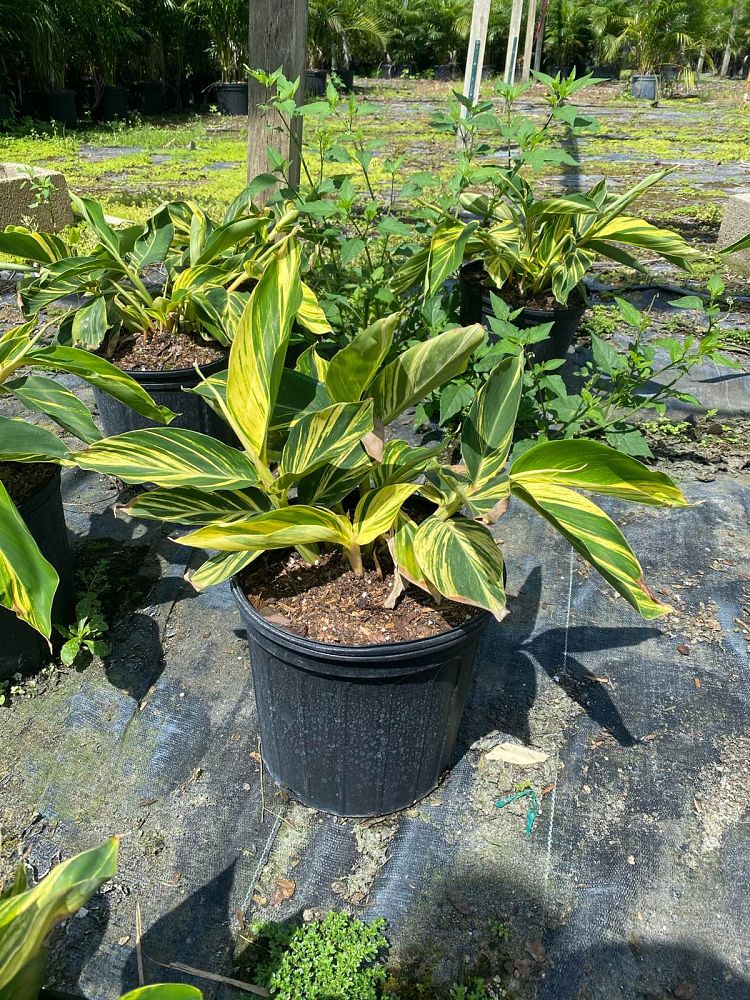 alpinia-zerumbet-variegata-shell-ginger-variegated