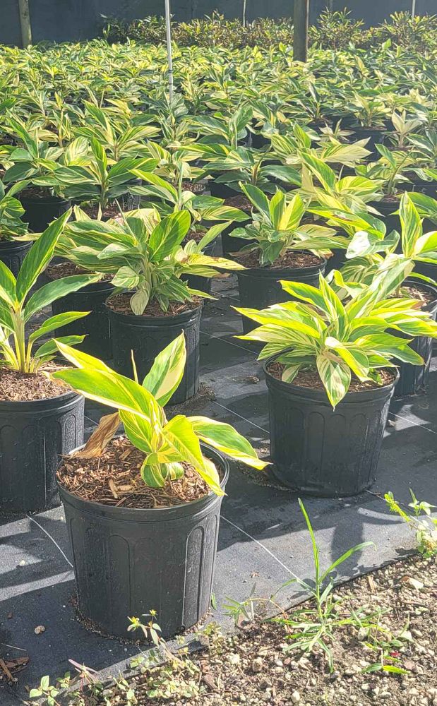 alpinia-zerumbet-variegata-shell-ginger-variegated