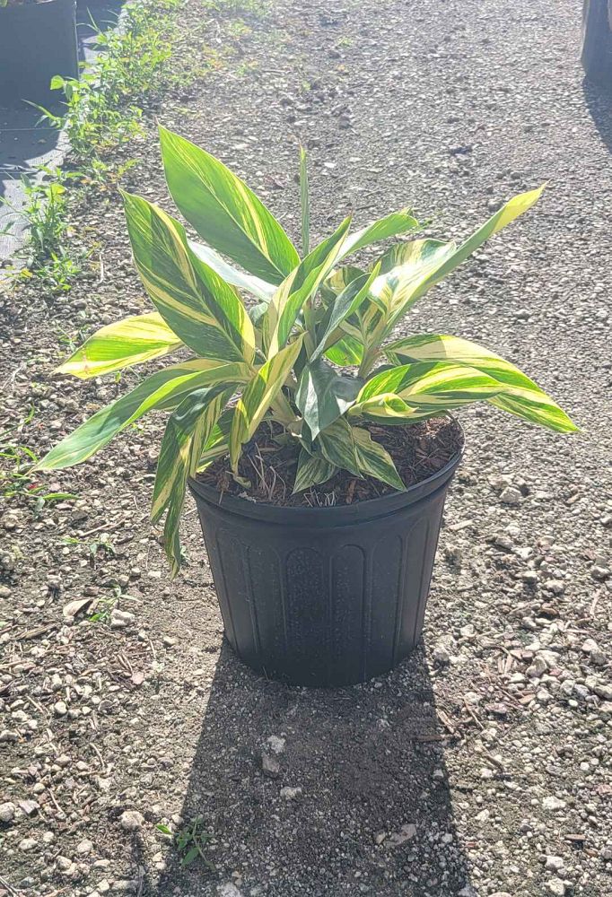 alpinia-zerumbet-variegata-shell-ginger-variegated