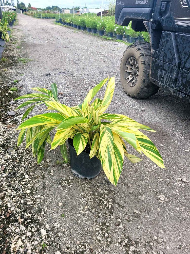 alpinia-zerumbet-variegata-shell-ginger-variegated