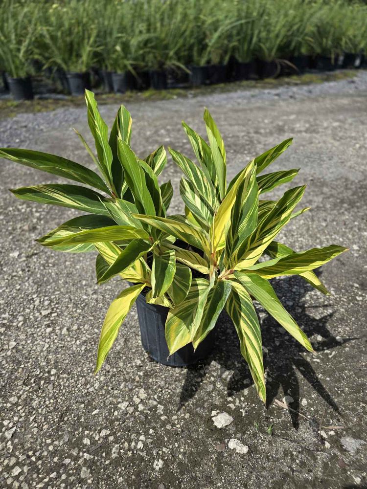 alpinia-zerumbet-variegata-shell-ginger-variegated