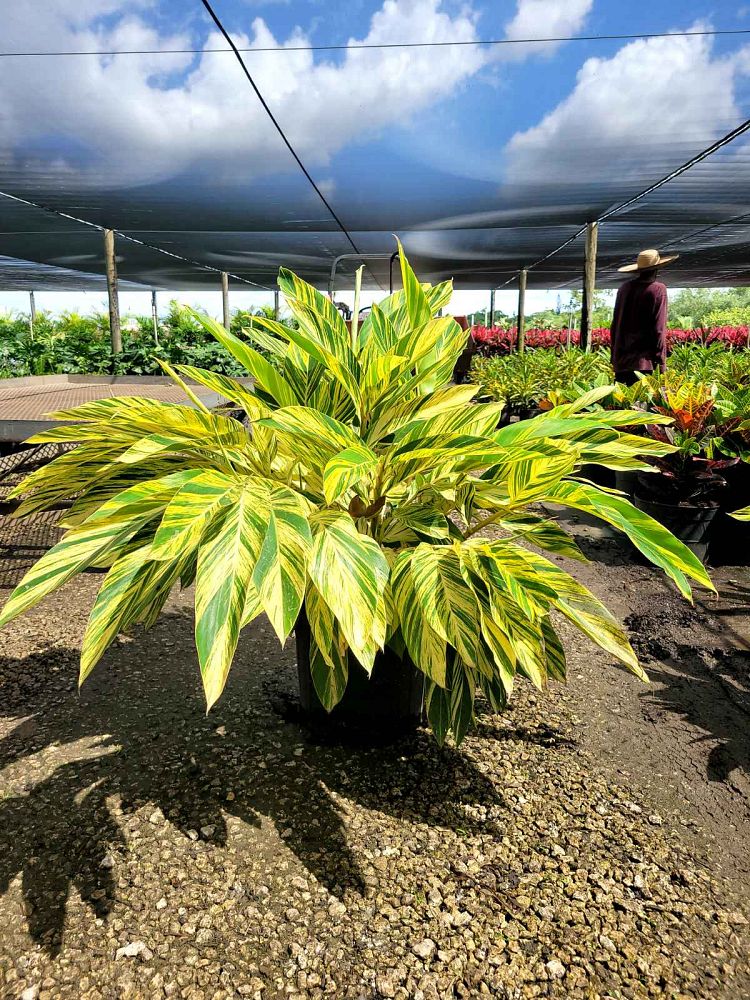 alpinia-zerumbet-variegata-shell-ginger-variegated