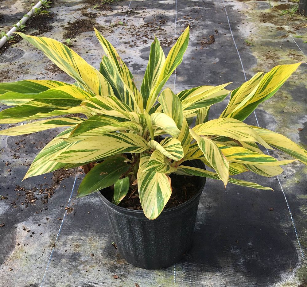 alpinia-zerumbet-variegata-shell-ginger-variegated