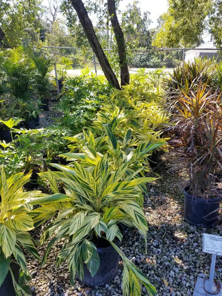 alpinia-zerumbet-variegata-shell-ginger-variegated