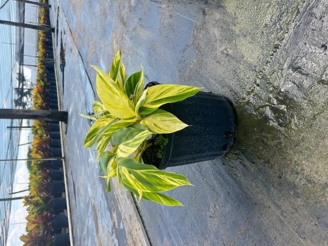 alpinia-zerumbet-variegata-shell-ginger-variegated