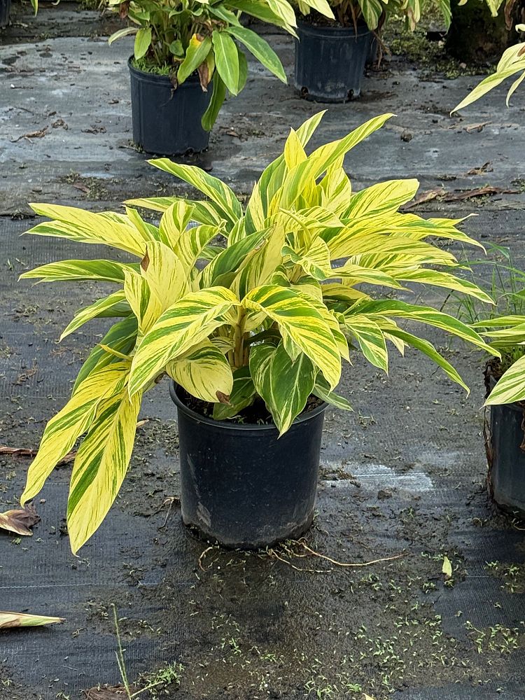 alpinia-zerumbet-variegata-shell-ginger-variegated