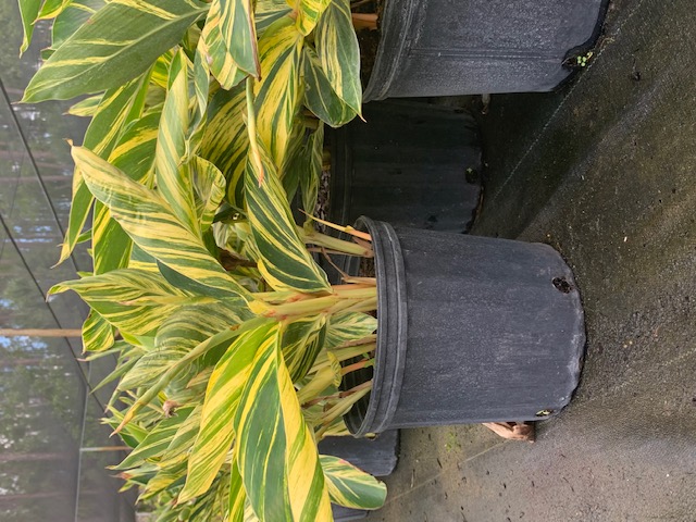 alpinia-zerumbet-variegata-shell-ginger-variegated